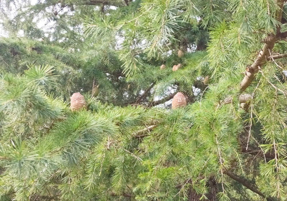 ヒマラヤ杉の松ぼっくり
