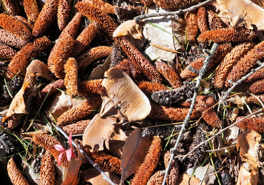 ヒマラヤ杉の雄花