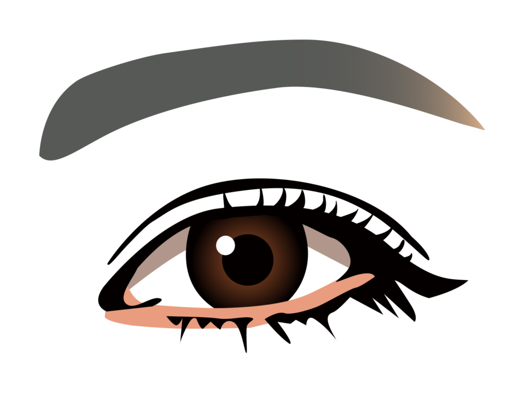 女性の眉毛と目元